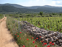 Pathway between fields