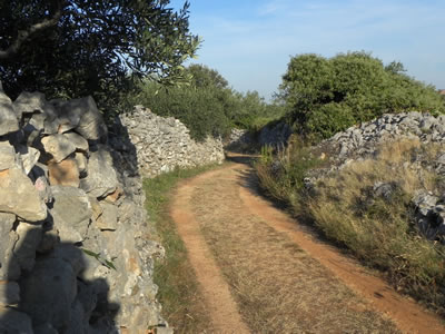 Street between the fields