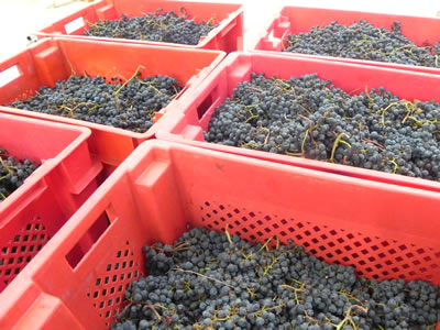 Plavac Mali grapes