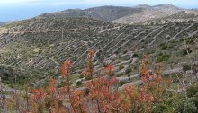 Dry stone walls on the hillsides of Hvar