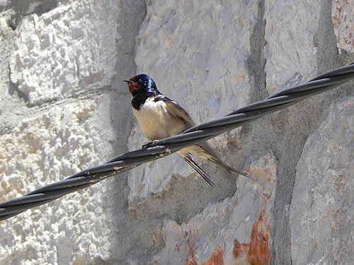 House martin