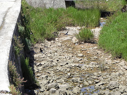 Collecting mud for the nest