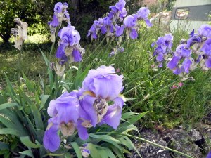 Wild Irises