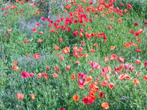Poppies and more poppies