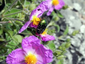 Rock Rose with admirer