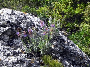 Wild Sage