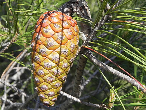Pinecone