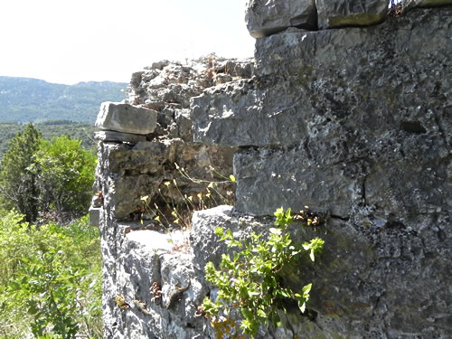 Two lizards bask in the sun