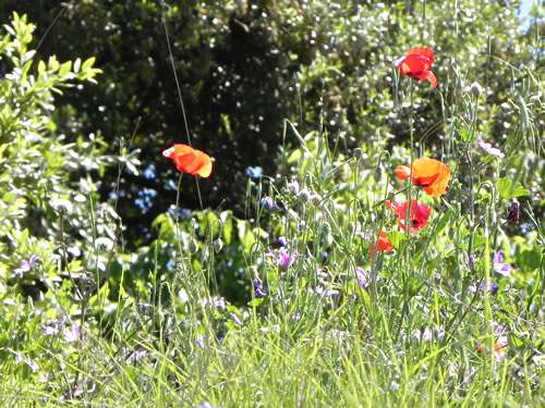 Poppies on the trail
