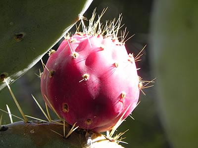 Palmižana prickly pear