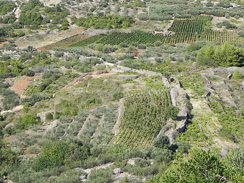 Path leads through vineyards and olive groves
