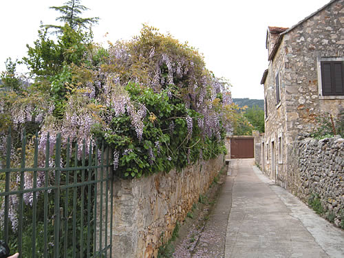 Wisteria next to the Biankini Palace