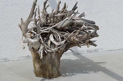 Olive tree root as artwork