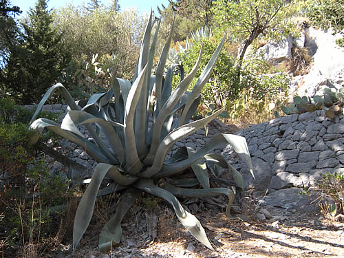 Agave americana growing in Hvar