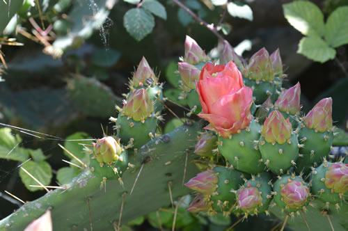 Cactus flowers