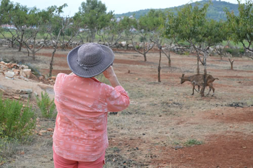 Taking photos of the goats!