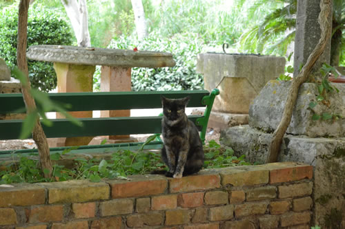 Shady garden with cat!
