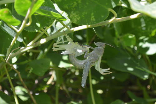 Grasshopper moulting