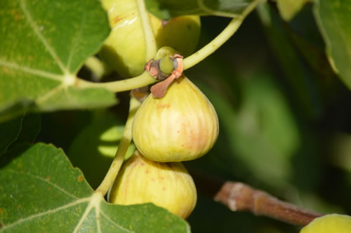 Figs fresh from the tree