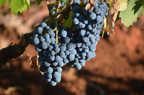 Plavac Mali grapes