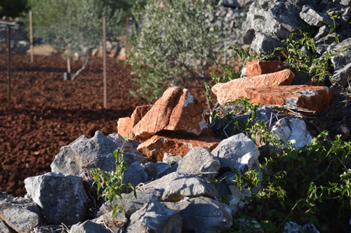 Rocks and olive trees