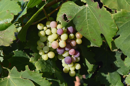 A colourful bunch of grapes