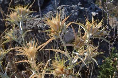 Late summer along the roadside