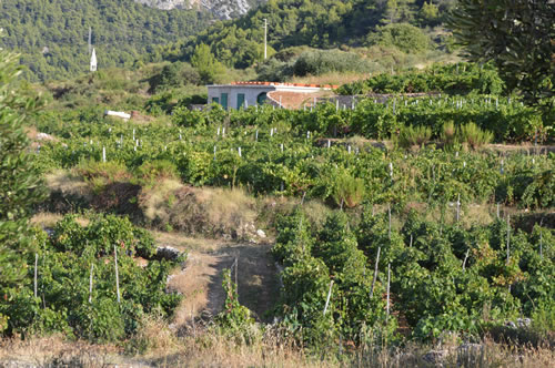 Ivica's vineyard