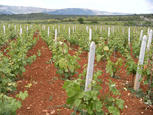 Vineyard on the Stari Grad Plain