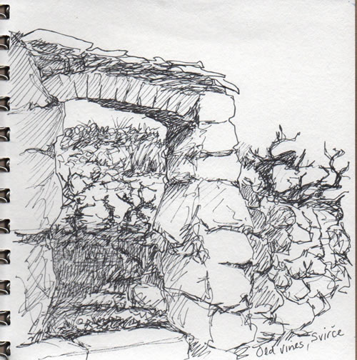 My sketch of the vineyard