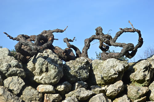 Old vines trying to escape?