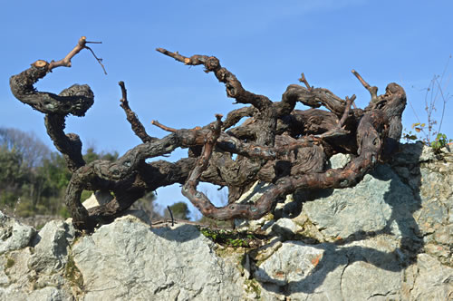 Twisty old vine