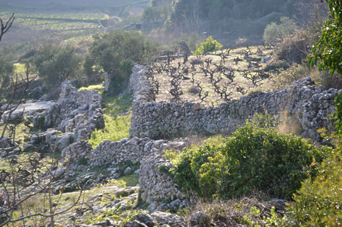 Terraced vineyards
