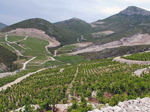 Miloš vineyards (from their website)