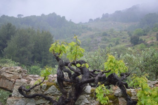 New growth on the old vines