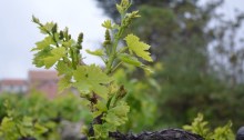 Fresh season's growth on old vines