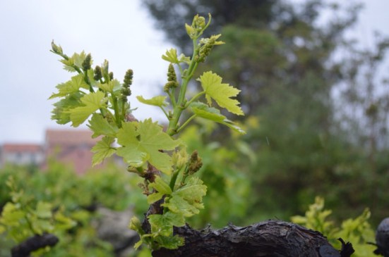 Vineyard near Svirce