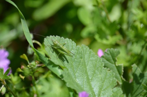 Small grasshopper