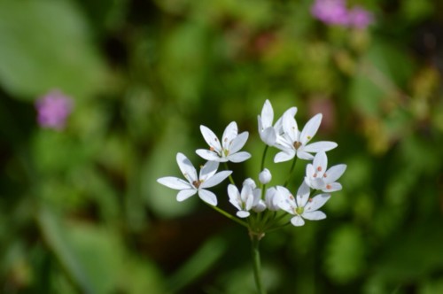 Wild garlic