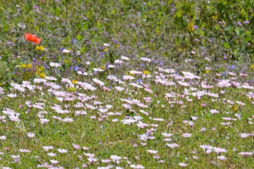 Who needs a garden when you have wild flowers like these?