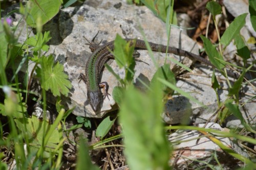 Lizard sunning itself on a stone