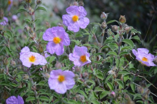 Rock roses