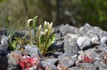 Miniature rock garden on top of a wall