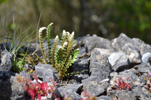 Miniature rock garden on top of a wall