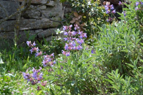 Sage / salvia