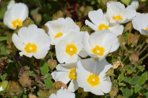 Rock roses