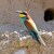 Bee-Eater in front of burrow