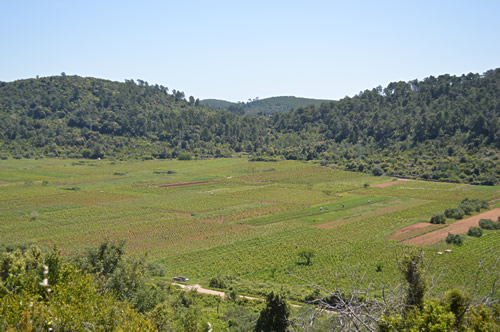 Pošip vineyards