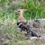Hoopoe in the Grass