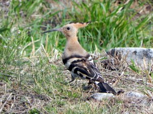 Hoopoe in the Grass